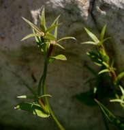 Image of Legousia falcata (Ten.) Fritsch ex Janch.