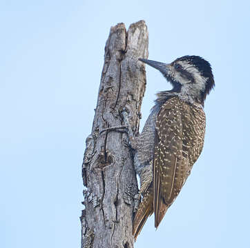 Image of Bearded Woodpecker