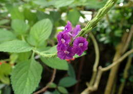 Image of light-blue snakeweed