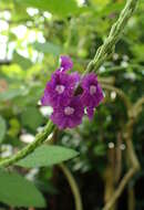 Image of light-blue snakeweed