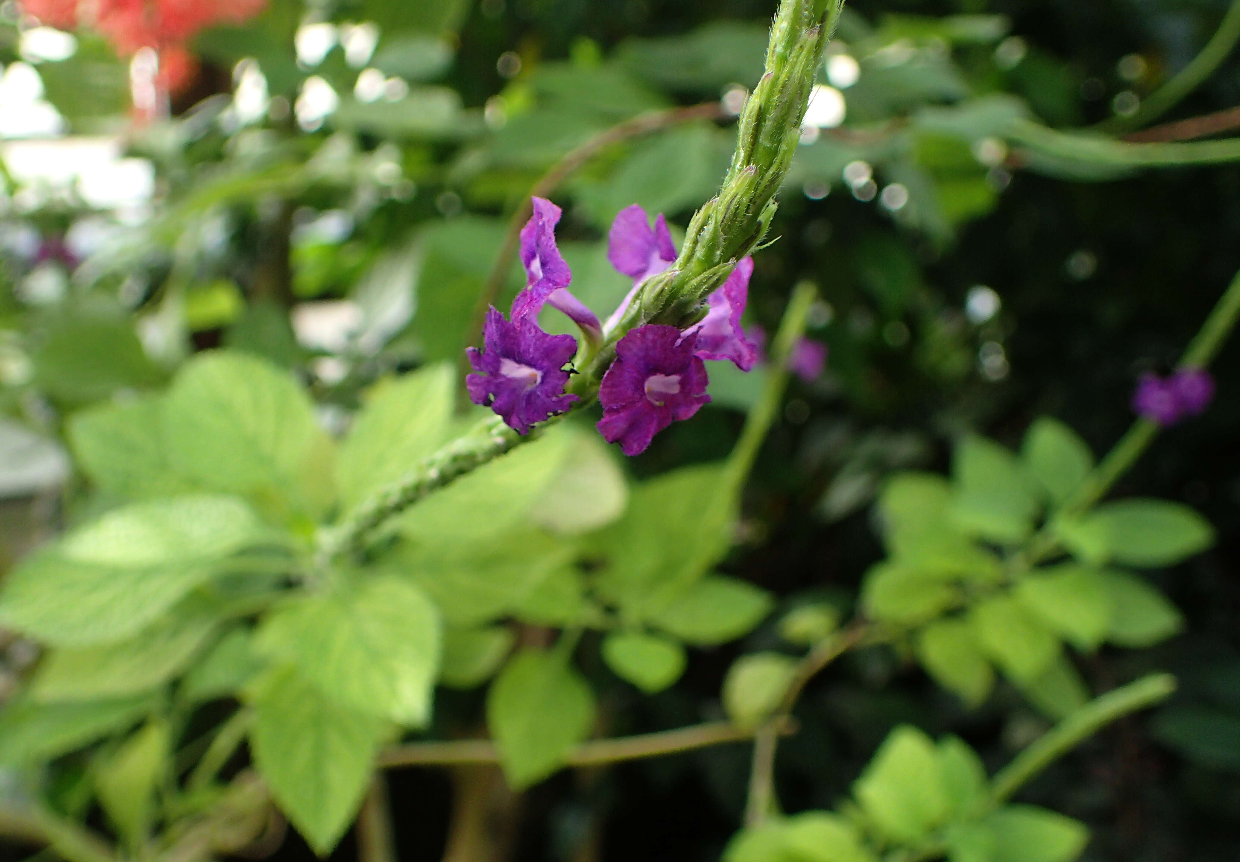 Image of light-blue snakeweed