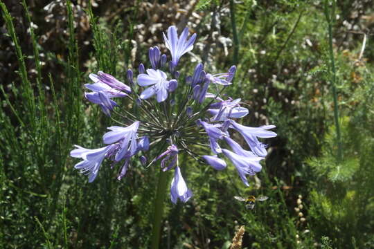 Imagem de Agapanthus praecox Willd.