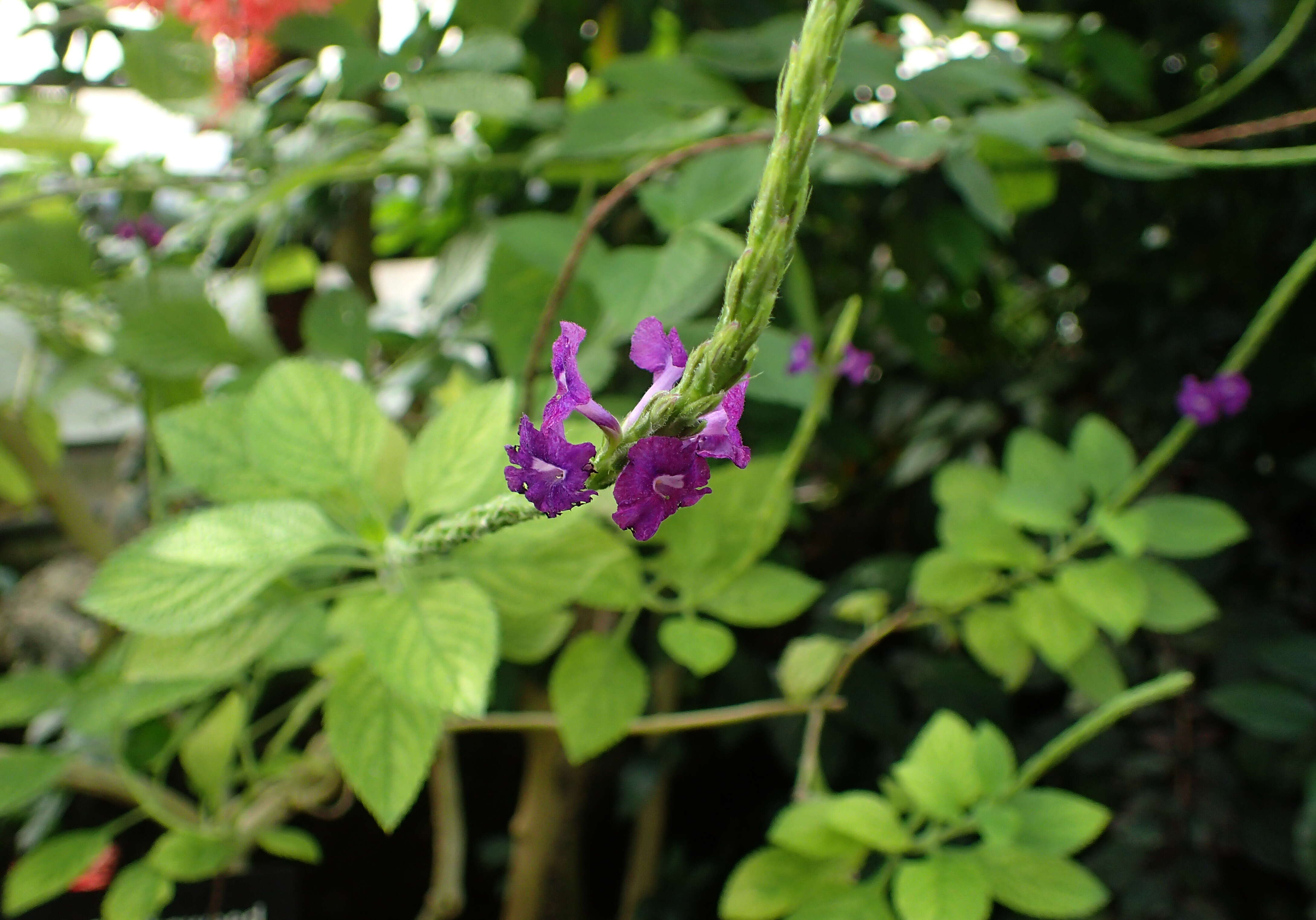 Image of light-blue snakeweed