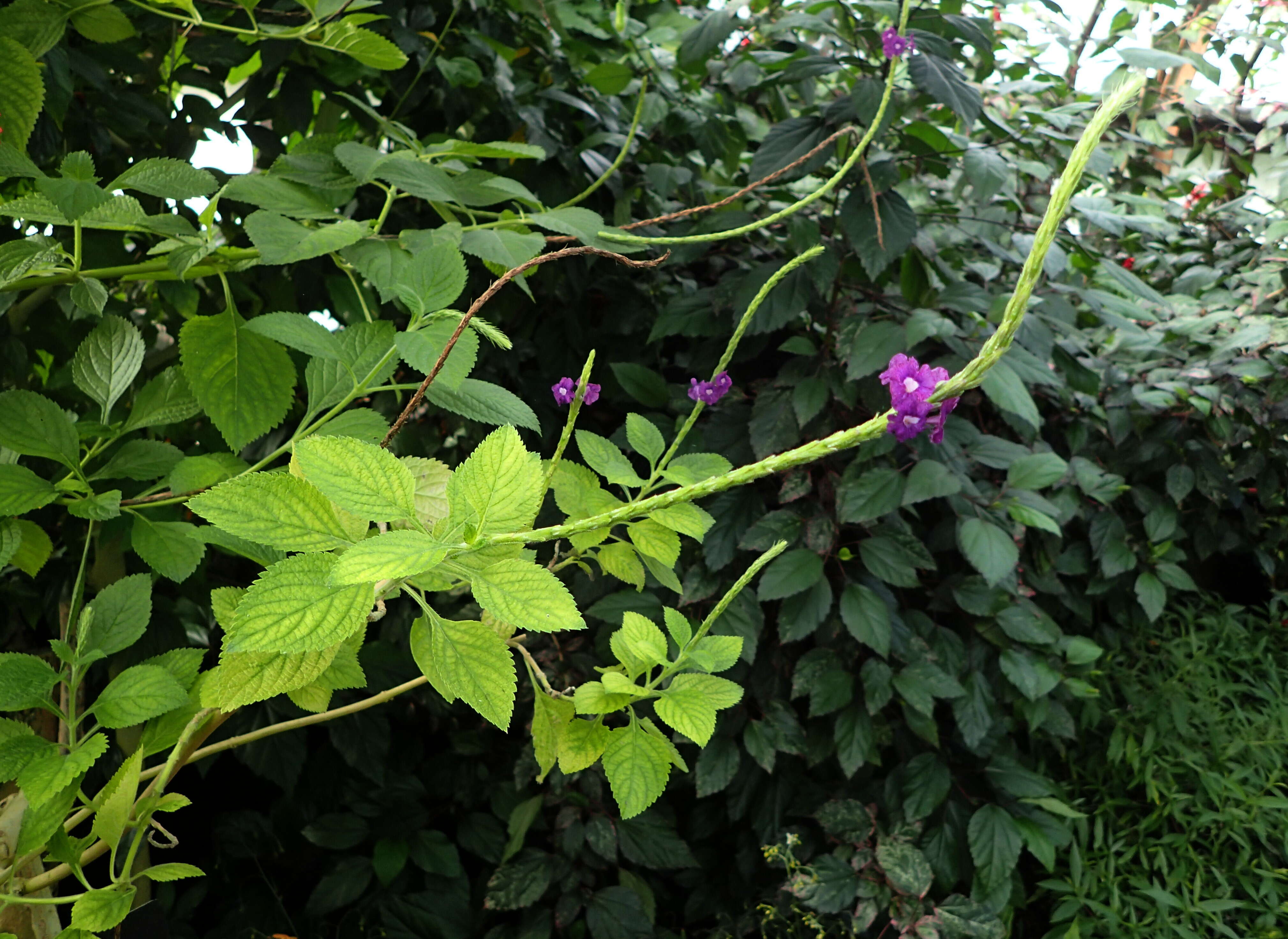 Image of light-blue snakeweed