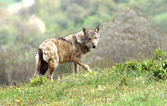 Imagem de Canis lupus italicus