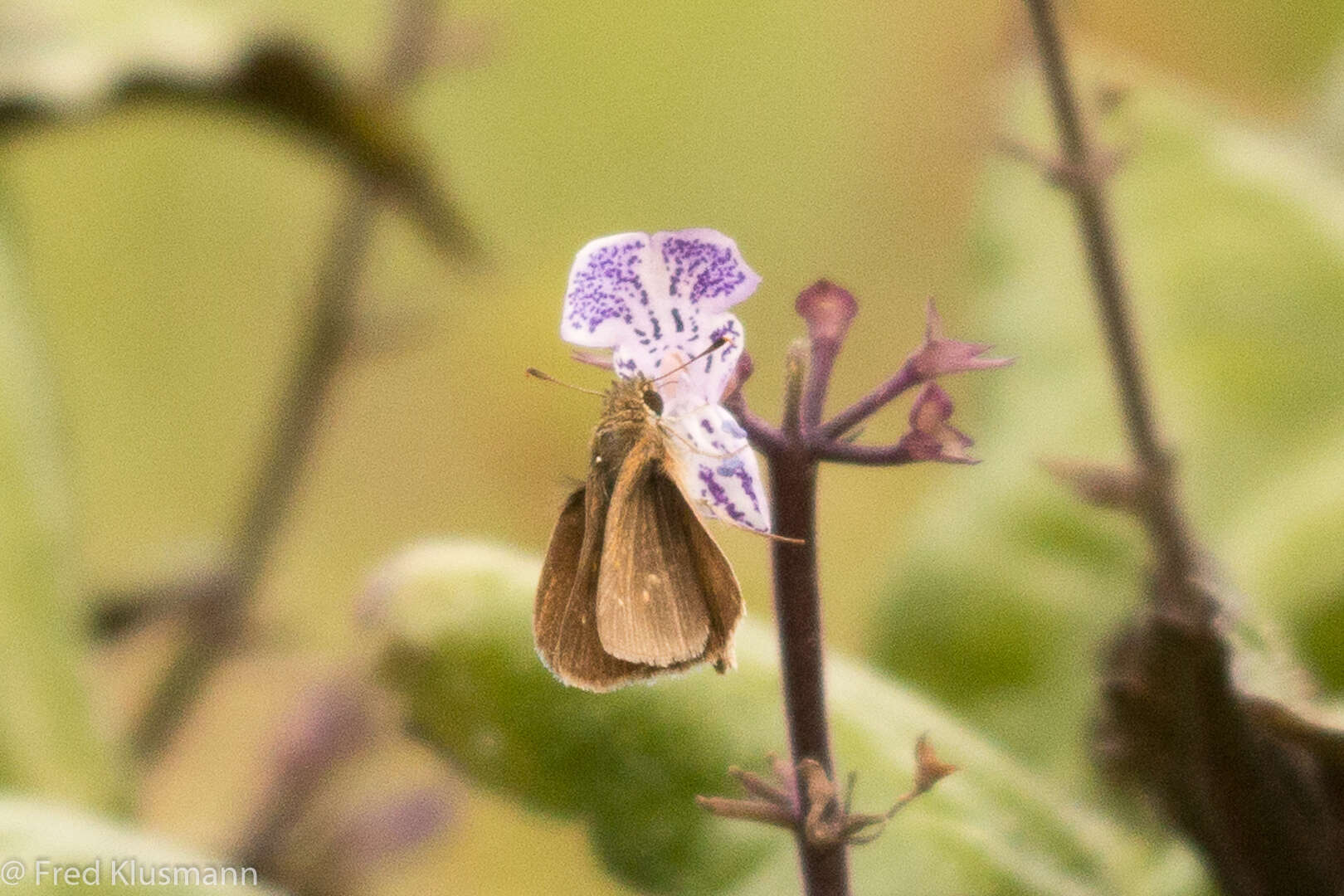 Image of Julia's Skipper