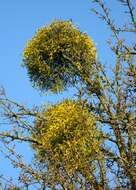 Image of European mistletoe