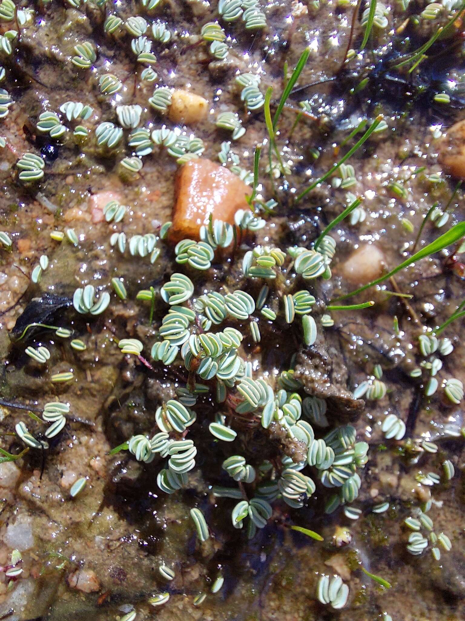 Image of Oxalis oculifera E. G. H. Oliver