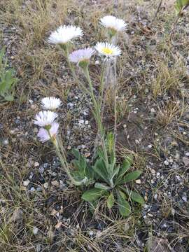 Image of streamside fleabane