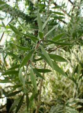 صورة Callistemon citrinus (Curtis) Skeels