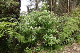 Olearia argophylla (Labill.) F. Müll. resmi