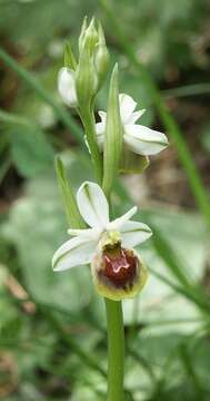 Image of ophrys