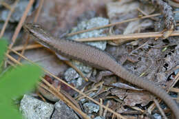 صورة Elgaria coerulea palmeri (Stejneger 1893)