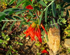 Image of Lessertia frutescens subsp. microphylla