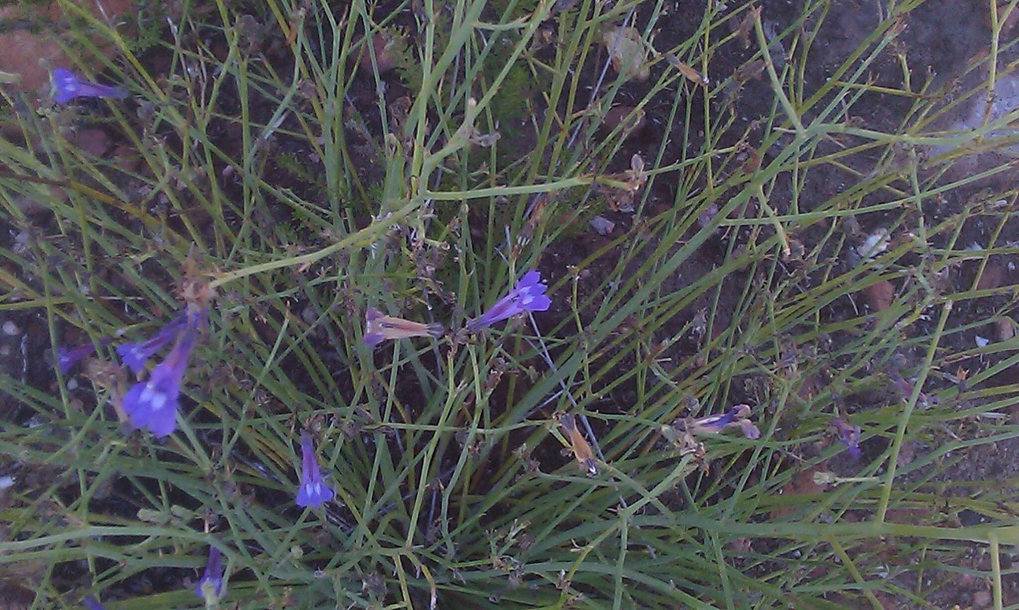 Image of Lobelia linearis Thunb.