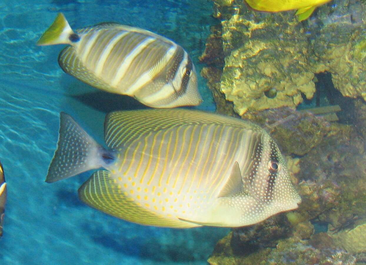 Image of Desjardin's Sailfin Tang