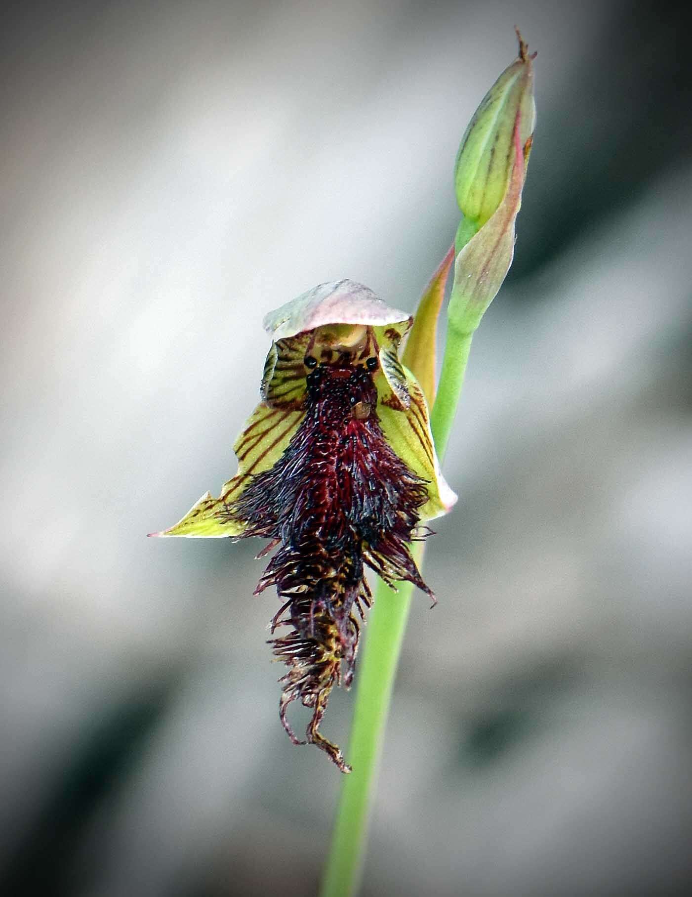 Calochilus uliginosus D. L. Jones的圖片