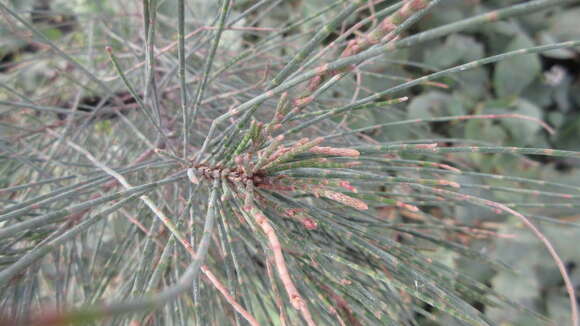 Image of Casuarina junghuhniana Miq.