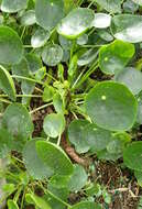 Image de Pilea peperomioides Diels