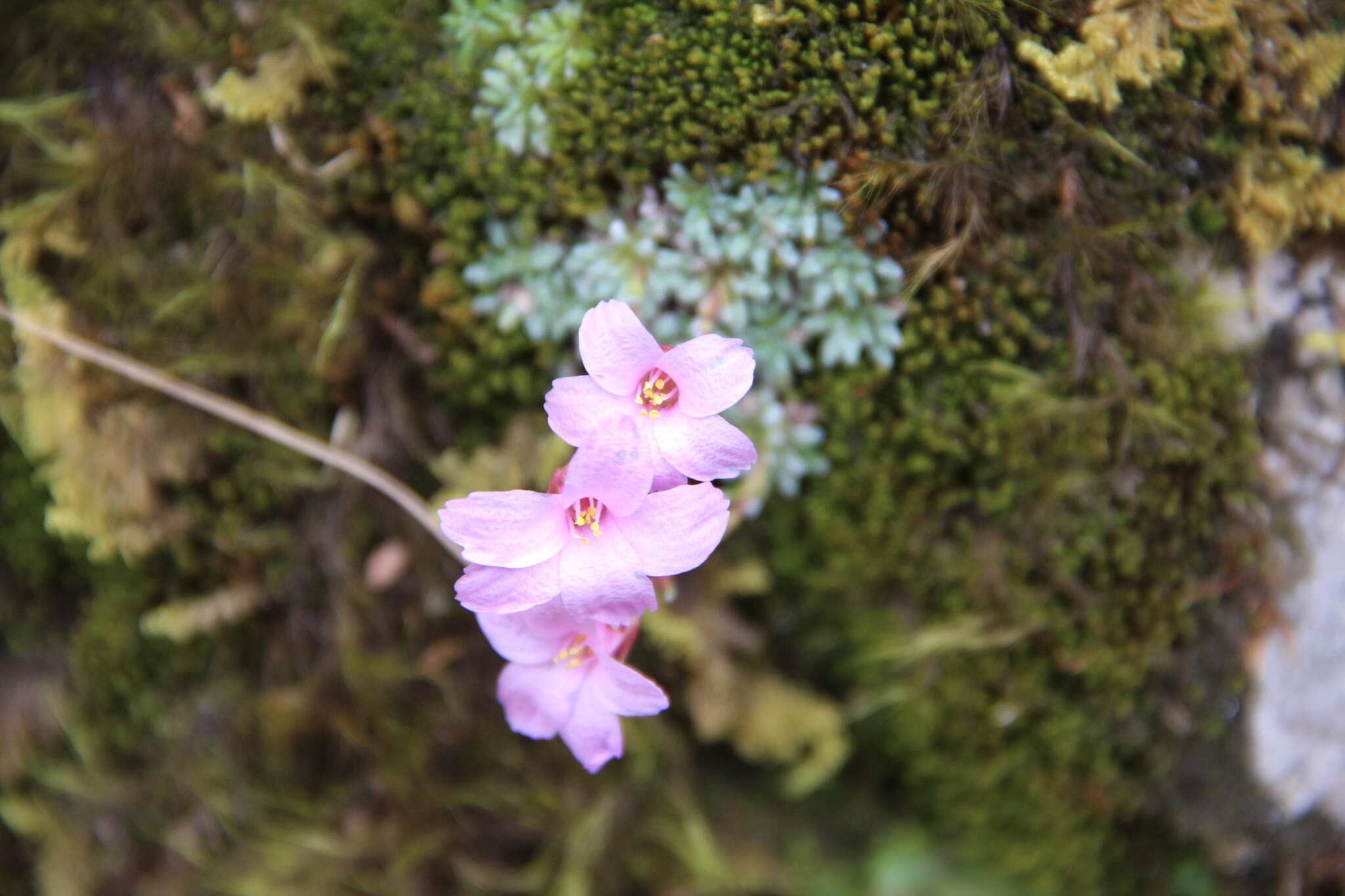 Image of Saxifraga dinnikii Schmalh. ex Akinfew