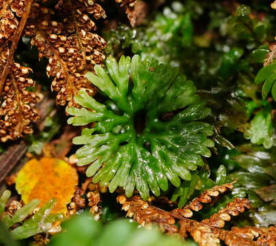 Image of Hymenophytaceae