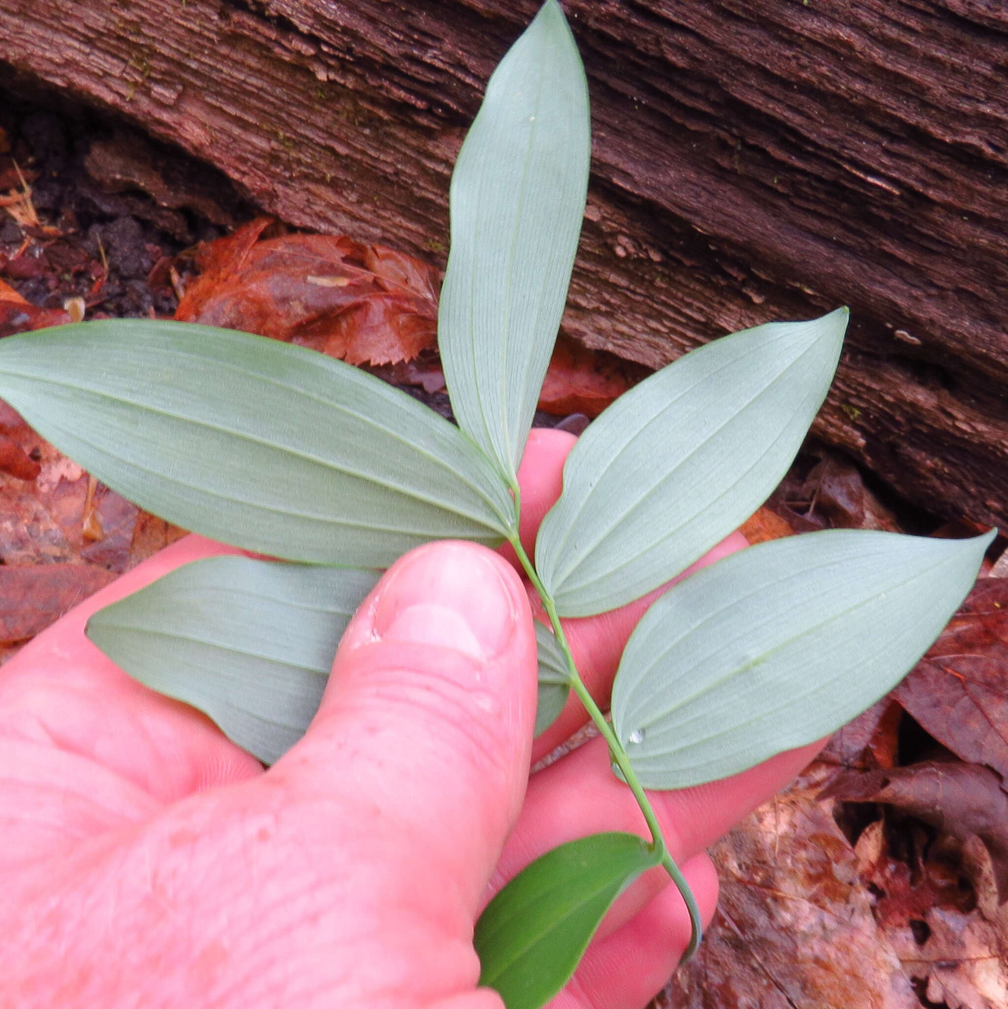 Polygonatum pubescens (Willd.) Pursh resmi