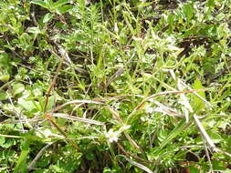 Image of Short-Stalk Mouse-Ear Chickweed