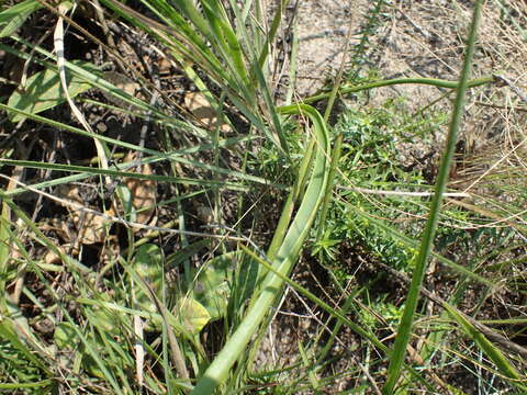 Image of Aloe linearifolia A. Berger