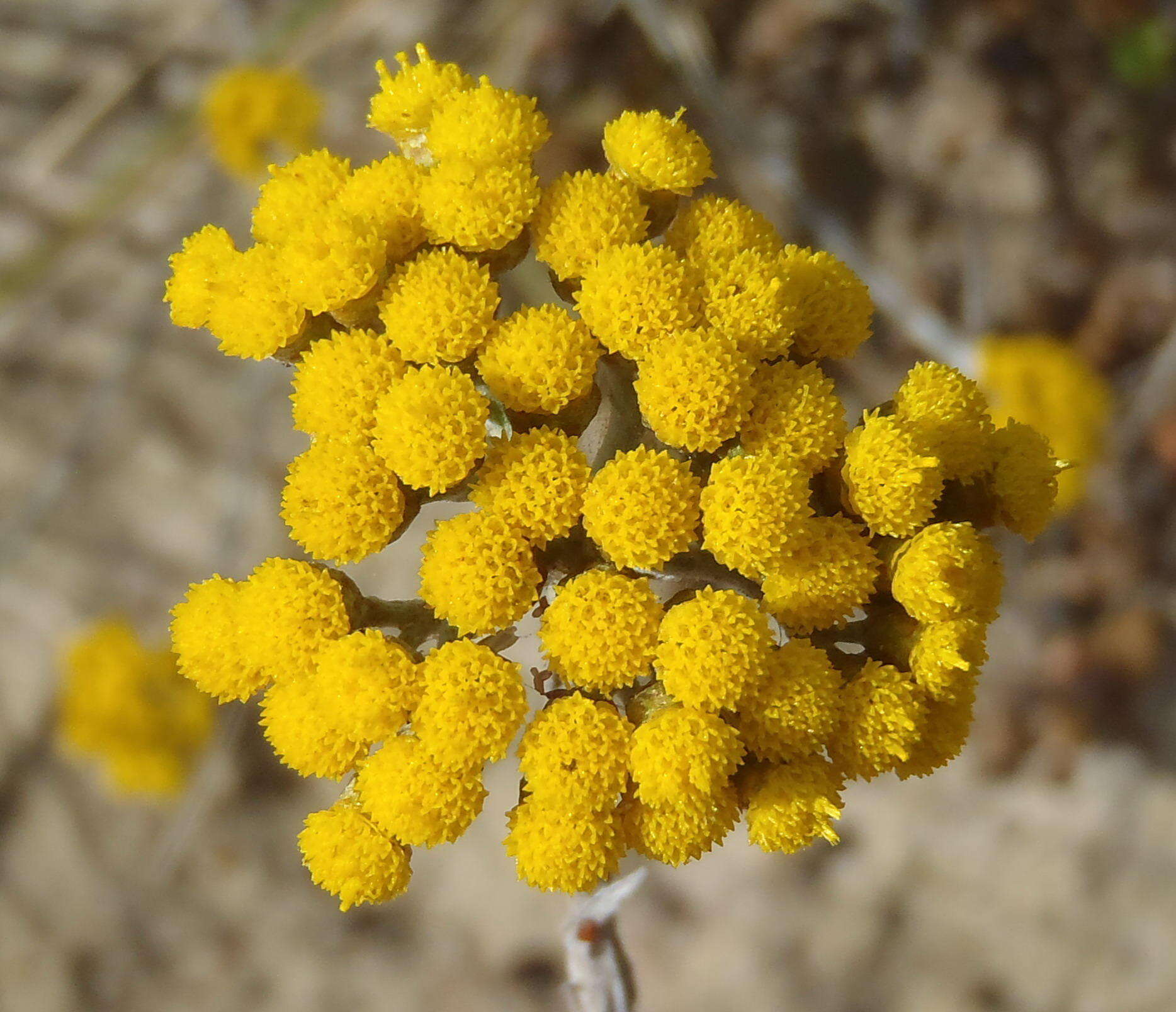 Image of Helichrysum anomalum Less.