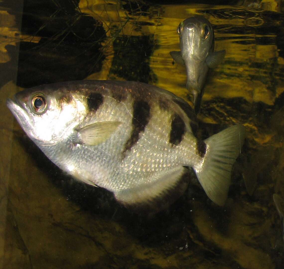 Image of Banded Archerfish