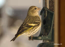 Image of Pine Siskin