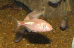 Image of Mexican Tetra
