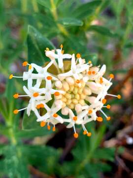 صورة Pimelea ligustrina Labill.