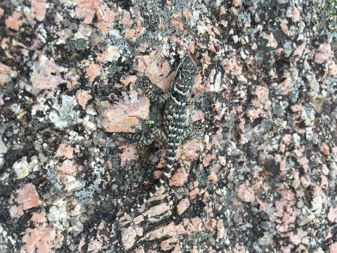 Image of Crevice Spiny Lizard