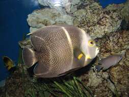 Image of Angelfish