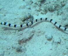 Image of Banded snake eel