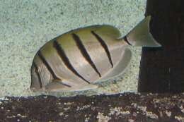 Image of Convict Surgeonfish