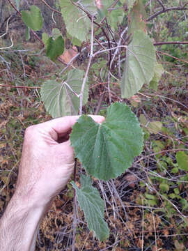 Image of California wild grape