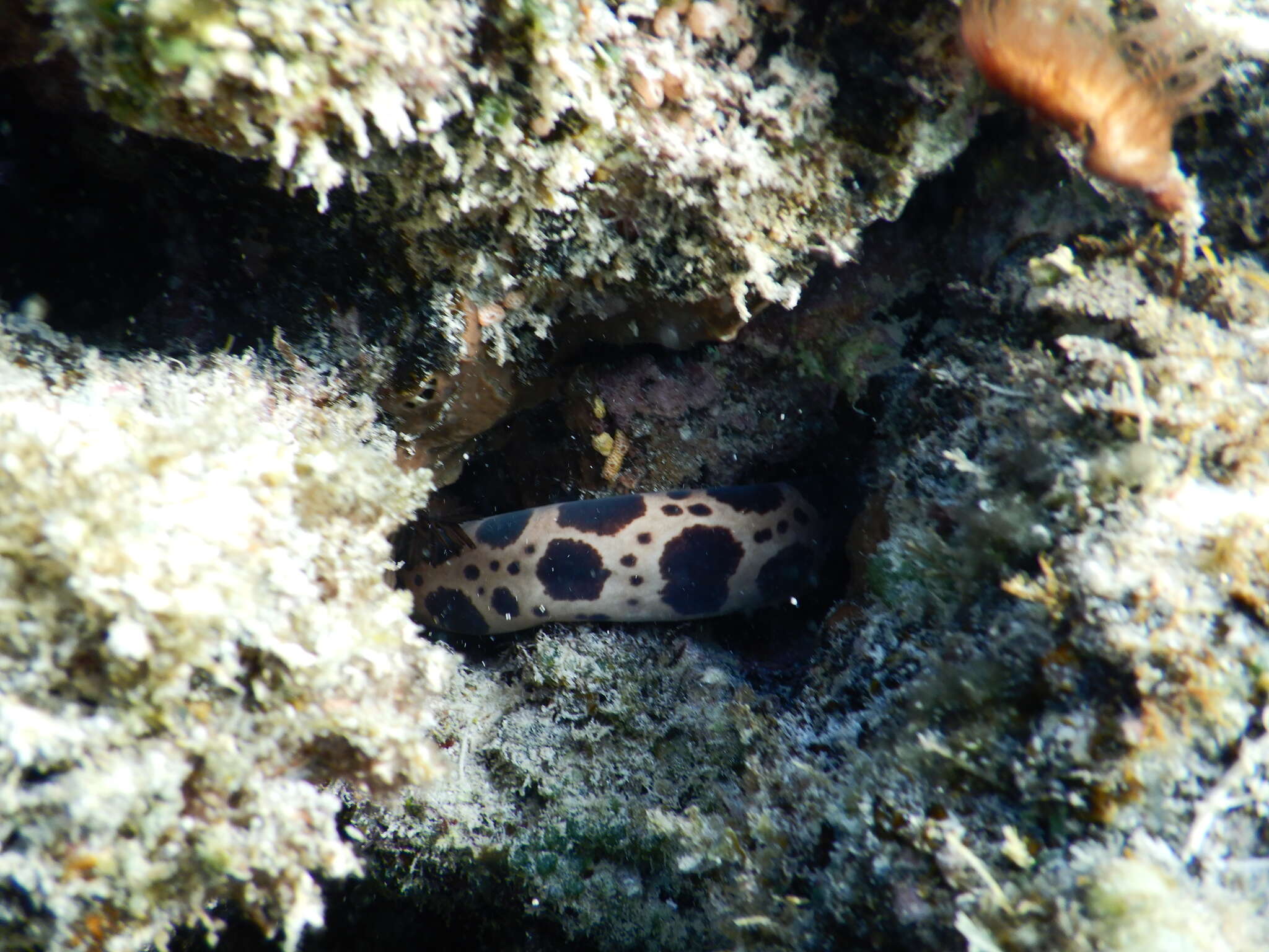 Image of Large-spotted snake moray