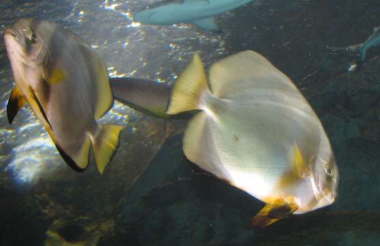 Image of Orbicular batfish