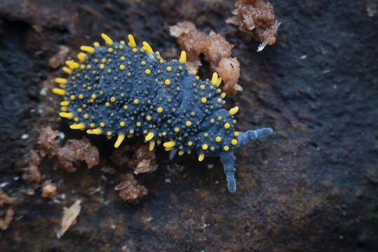 Image of Holacanthella paucispinosa (Salmon & JT 1941)