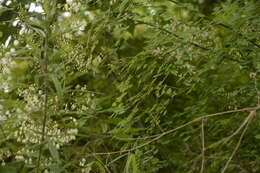 Sivun Thalictrum foliolosum DC. kuva