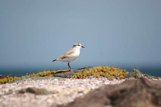 Image of White-fronted Plover