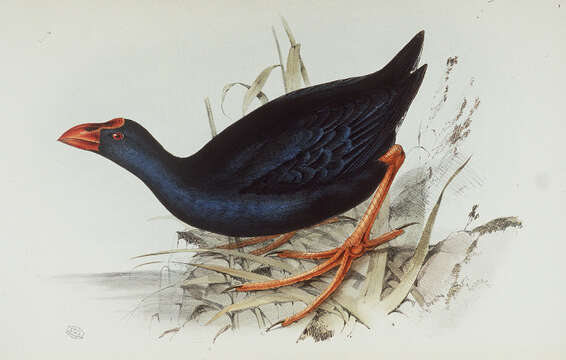 Image of Purple Swamphen