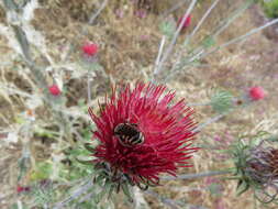 Trachusa timberlakei (Schwarz 1928)的圖片