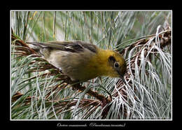 Peucedramus Coues 1875的圖片