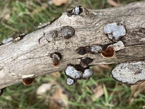 Image of Phaeotrametes decipiens (Berk.) J. E. Wright 1966