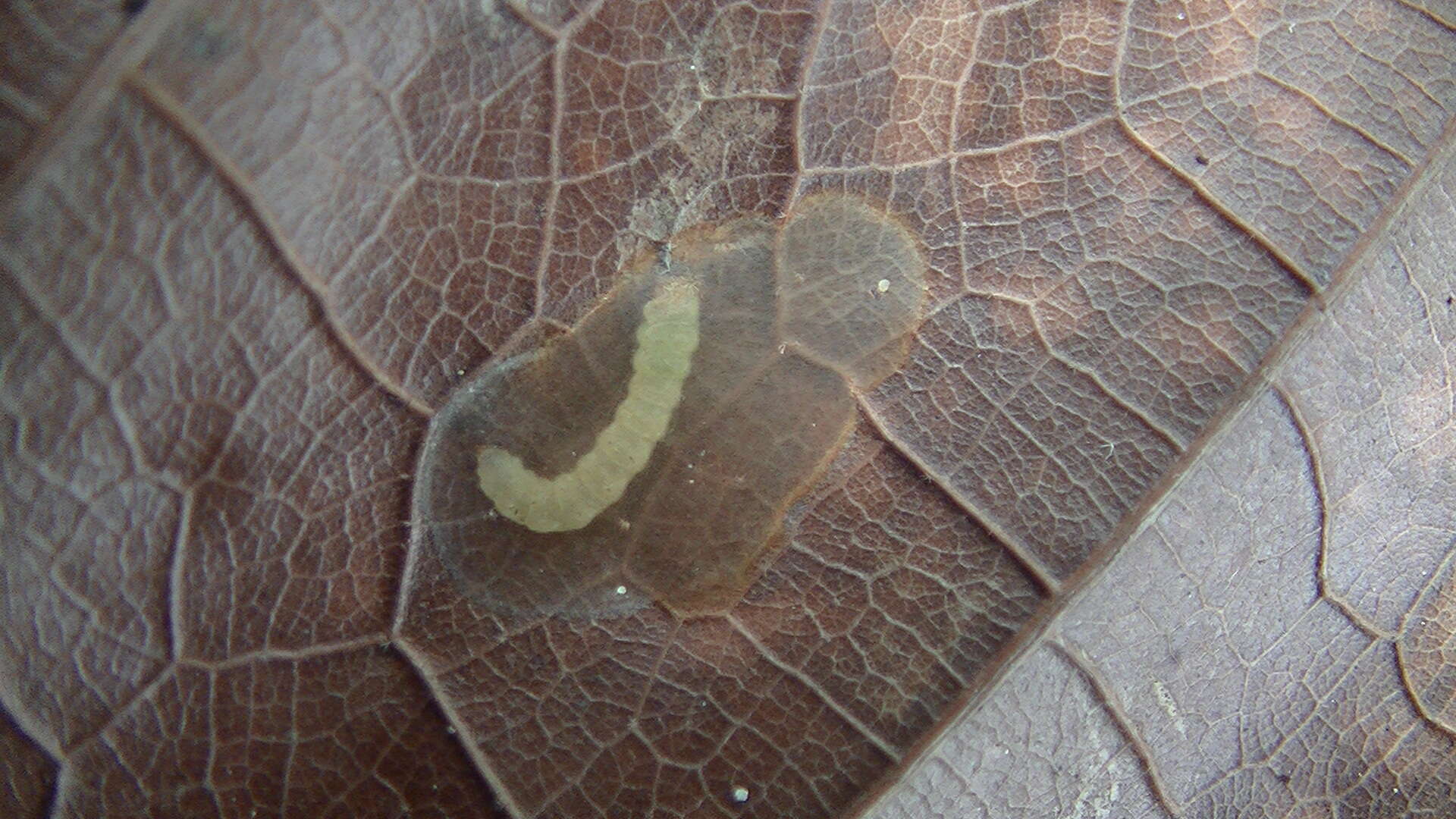 Image of Cocoa pod borer