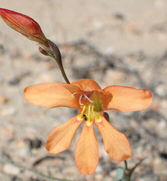 Image of Tritonia securigera (Aiton) Ker Gawl.