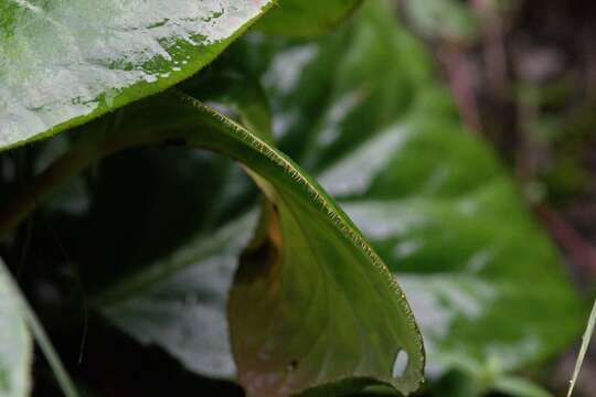 Image of Hairy Bergenia